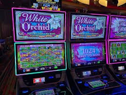 Live dealer at M-World Championship table on spbu togel